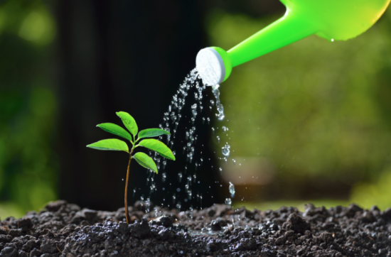 image of a small plant being watered by a watering can to show the growth that can come from the benefits of gravitas